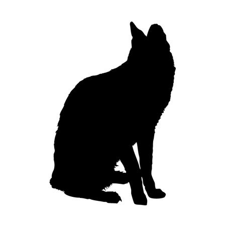 Cat Looking Iron on Decal